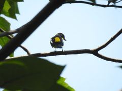 Ficedula zanthopygia