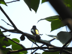 Ficedula zanthopygia