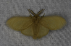 Euproctis edwardsii