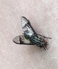 Chrysops delicatulus