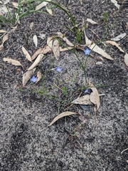 Wahlenbergia gracilenta