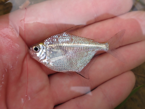 Discus tetra (Brachychalcinus orbicularis) — Characidae — 2