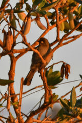 Stomiopera unicolor