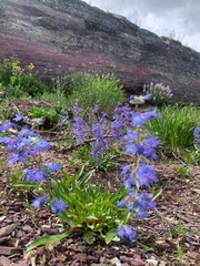 Penstemon albertinus