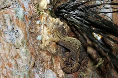 Hemiphyllodactylus chiangmaiensis