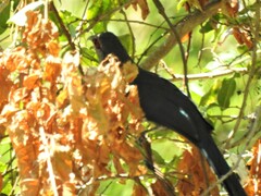 Phaenicophaeus tristis