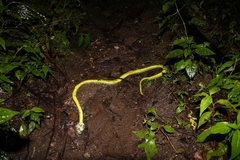 Trimeresurus popeiorum