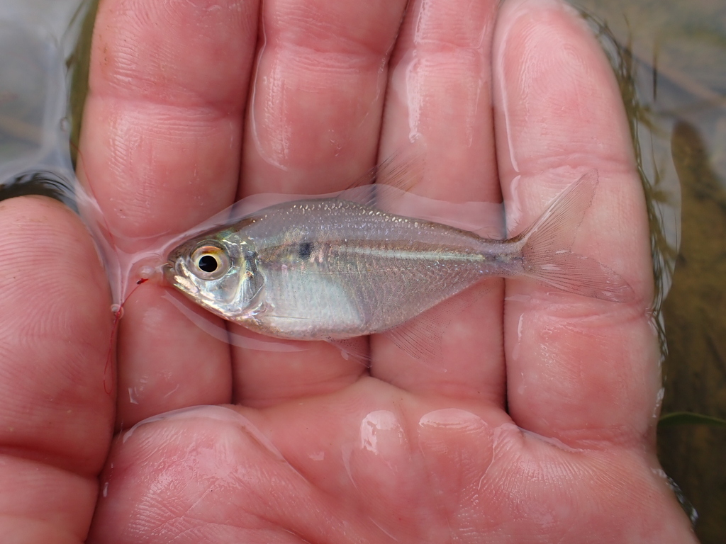 Clearfin Jupiaba