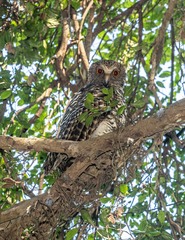 Ninox strenua
