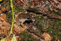 Leptobrachella