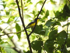 Ficedula zanthopygia