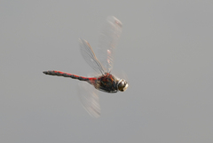 Leucorrhinia borealis