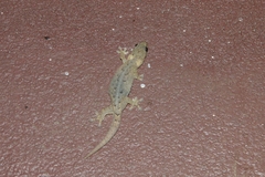 Hemiphyllodactylus chiangmaiensis