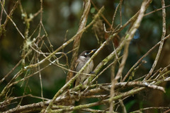 Bolemoreus frenatus