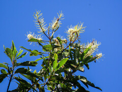 Buckinghamia celsissima