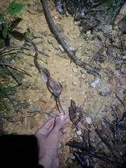 Leptodeira ashmeadii