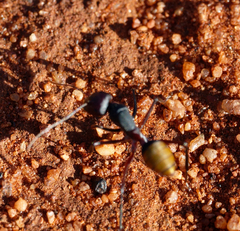 Camponotus aurocinctus