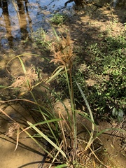 Cyperus exaltatus