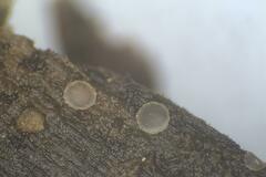 Orbilia crenatomarginata