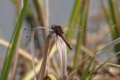 Leucorrhinia borealis
