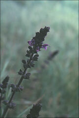 Salvia verbenaca
