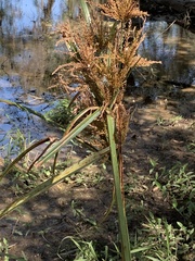 Cyperus exaltatus