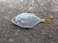 Trachinotus cayennensis