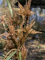 Cyperus exaltatus