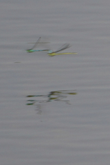 Coenagrion resolutum