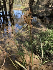 Cyperus exaltatus