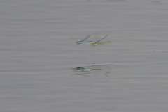Coenagrion resolutum