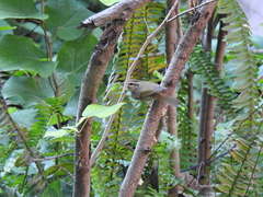 Phylloscopus tenellipes