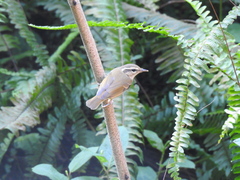 Phylloscopus tenellipes