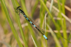Coenagrion resolutum