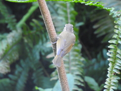 Phylloscopus tenellipes