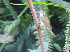 Phylloscopus tenellipes
