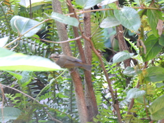 Phylloscopus tenellipes