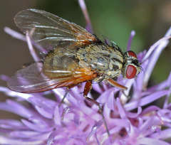 Mydaea urbana