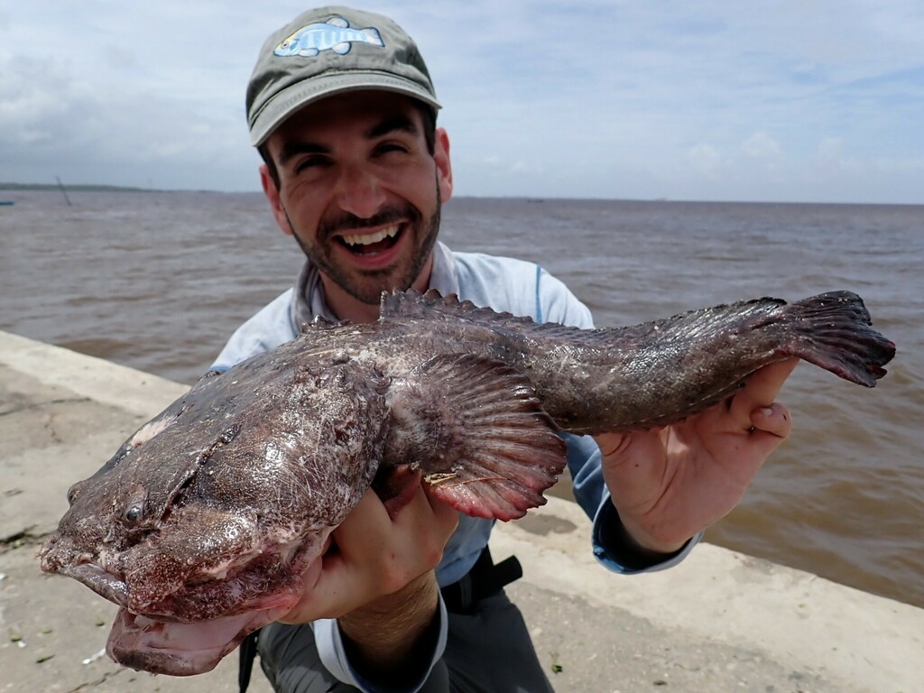 Pacuma Toadfish