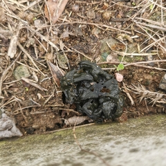 Nostoc commune