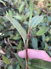 Persicaria strigosa