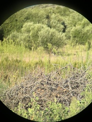 Oenanthe melanoleuca