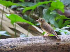 Cyornis brunneatus