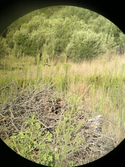 Oenanthe melanoleuca