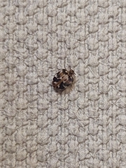 Anthrenus picturatus