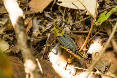 Taeniopoda tamaulipensis