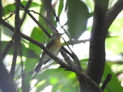 Cyornis hainanus