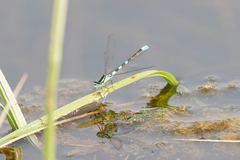 Coenagrion resolutum