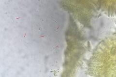 Orbilia crenatomarginata