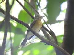 Cyornis hainanus